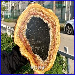 3.6LB Large Natural Petrified Wood Crystal Fossil Slice Shape Specimen Healing