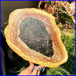 3.6LB Large Natural Petrified Wood Crystal Fossil Slice Shape Specimen Healing