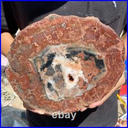 3.6LB Rare red Natural petrified wood rough Wood fossil mineral specimen healing