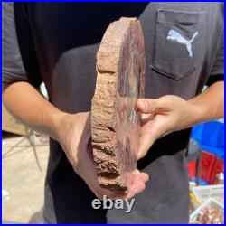 3.6LB Rare red Natural petrified wood rough Wood fossil mineral specimen healing