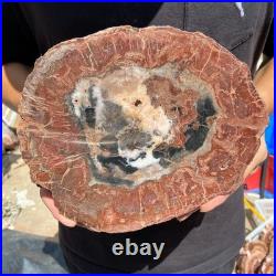 3.6LB Rare red Natural petrified wood rough Wood fossil mineral specimen healing