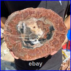3.6LB Rare red Natural petrified wood rough Wood fossil mineral specimen healing