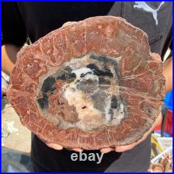 3.6LB Rare red Natural petrified wood rough Wood fossil mineral specimen healing