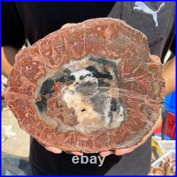3.6LB Rare red Natural petrified wood rough Wood fossil mineral specimen healing