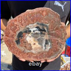 3.6LB Rare red Natural petrified wood rough Wood fossil mineral specimen healing