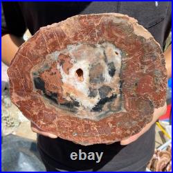 3.6LB Rare red Natural petrified wood rough Wood fossil mineral specimen healing