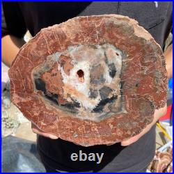 3.6LB Rare red Natural petrified wood rough Wood fossil mineral specimen healing