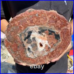 3.6LB Rare red Natural petrified wood rough Wood fossil mineral specimen healing