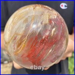 3.6lb Natural Petrified Wood fossil Quartz sphere Crystal Ball specimen Healing