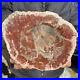 3_6lb_Rare_Natural_petrified_wood_rough_Wood_fossil_mineral_specimen_healing_01_fwu