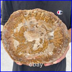 3.6lb Rare Natural petrified wood rough Wood fossil mineral specimen healing