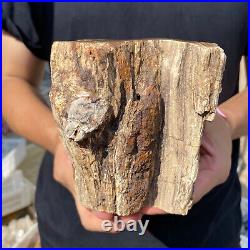 3.6lb Rare Natural petrified wood rough Wood fossil mineral specimen healing 3.6lb Rare Natural petrified wood rough Wood fossil mineral specimen healing