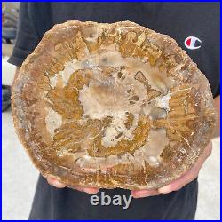 3.6lb Rare Natural petrified wood rough Wood fossil mineral specimen healing