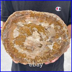 3.6lb Rare Natural petrified wood rough Wood fossil mineral specimen healing