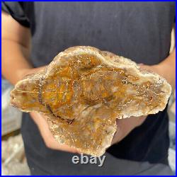 3.6lb Rare Natural petrified wood rough Wood fossil mineral specimen healing 3.6lb Rare Natural petrified wood rough Wood fossil mineral specimen healing