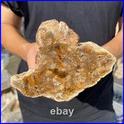 3.6lb Rare Natural petrified wood rough Wood fossil mineral specimen healing 3.6lb Rare Natural petrified wood rough Wood fossil mineral specimen healing
