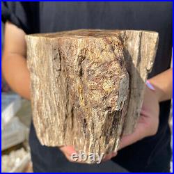 3.6lb Rare Natural petrified wood rough Wood fossil mineral specimen healing 3.6lb Rare Natural petrified wood rough Wood fossil mineral specimen healing