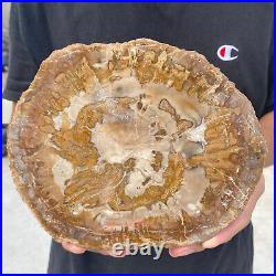 3.6lb Rare Natural petrified wood rough Wood fossil mineral specimen healing