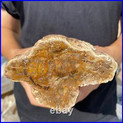 3.6lb Rare Natural petrified wood rough Wood fossil mineral specimen healing 3.6lb Rare Natural petrified wood rough Wood fossil mineral specimen healing