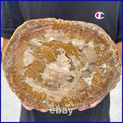 3.6lb Rare Natural petrified wood rough Wood fossil mineral specimen healing