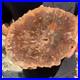 3_7LB_Rare_red_Natural_petrified_wood_rough_Wood_fossil_mineral_specimen_healing_01_ayl
