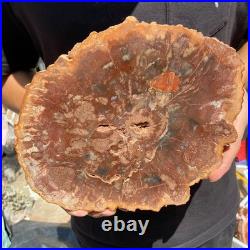 3.7LB Rare red Natural petrified wood rough Wood fossil mineral specimen healing