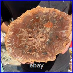 3.7LB Rare red Natural petrified wood rough Wood fossil mineral specimen healing