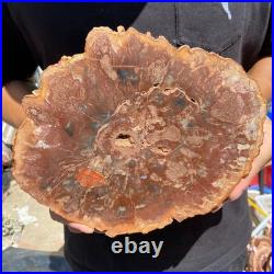 3.7LB Rare red Natural petrified wood rough Wood fossil mineral specimen healing