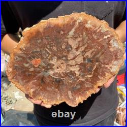 3.7LB Rare red Natural petrified wood rough Wood fossil mineral specimen healing