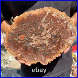 3.7LB Rare red Natural petrified wood rough Wood fossil mineral specimen healing
