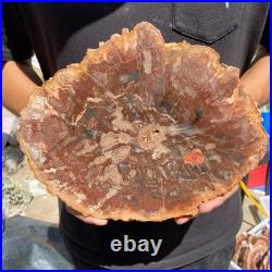 3.7LB Rare red Natural petrified wood rough Wood fossil mineral specimen healing