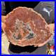 3_8LB_Rare_red_Natural_petrified_wood_rough_Wood_fossil_mineral_specimen_healing_01_sap