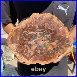 3.9LB Rare red Natural petrified wood rough Wood fossil mineral specimen healing