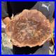 3_9LB_Rare_red_Natural_petrified_wood_rough_Wood_fossil_mineral_specimen_healing_01_rwi