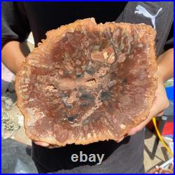 3.9LB Rare red Natural petrified wood rough Wood fossil mineral specimen healing