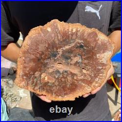 3.9LB Rare red Natural petrified wood rough Wood fossil mineral specimen healing