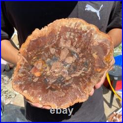 3.9LB Rare red Natural petrified wood rough Wood fossil mineral specimen healing