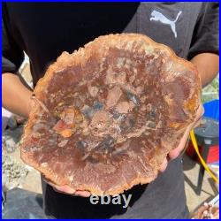 3.9LB Rare red Natural petrified wood rough Wood fossil mineral specimen healing