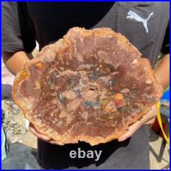 3.9LB Rare red Natural petrified wood rough Wood fossil mineral specimen healing