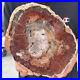 3_9lb_Rare_Natural_petrified_wood_rough_Wood_fossil_mineral_specimen_healing_01_oq