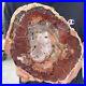 3_9lb_Rare_Natural_petrified_wood_rough_Wood_fossil_mineral_specimen_healing_01_uguf