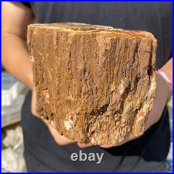 3.9lb Rare Natural petrified wood rough Wood fossil mineral specimen healing 3.9lb Rare Natural petrified wood rough Wood fossil mineral specimen healing