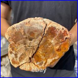 3.9lb Rare Natural petrified wood rough Wood fossil mineral specimen healing 3.9lb Rare Natural petrified wood rough Wood fossil mineral specimen healing