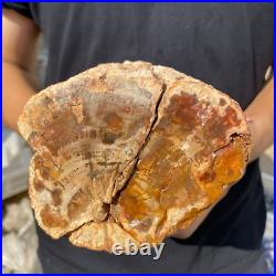 3.9lb Rare Natural petrified wood rough Wood fossil mineral specimen healing 3.9lb Rare Natural petrified wood rough Wood fossil mineral specimen healing