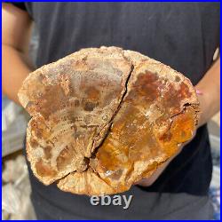 3.9lb Rare Natural petrified wood rough Wood fossil mineral specimen healing 3.9lb Rare Natural petrified wood rough Wood fossil mineral specimen healing