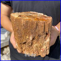 3.9lb Rare Natural petrified wood rough Wood fossil mineral specimen healing 3.9lb Rare Natural petrified wood rough Wood fossil mineral specimen healing