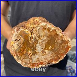 3.9lb Rare Natural petrified wood rough Wood fossil mineral specimen healing 3.9lb Rare Natural petrified wood rough Wood fossil mineral specimen healing