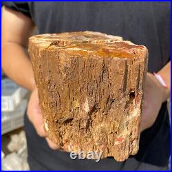 3.9lb Rare Natural petrified wood rough Wood fossil mineral specimen healing 3.9lb Rare Natural petrified wood rough Wood fossil mineral specimen healing
