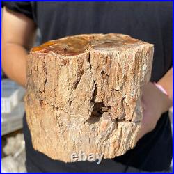 3.9lb Rare Natural petrified wood rough Wood fossil mineral specimen healing 3.9lb Rare Natural petrified wood rough Wood fossil mineral specimen healing
