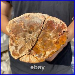 3.9lb Rare Natural petrified wood rough Wood fossil mineral specimen healing 3.9lb Rare Natural petrified wood rough Wood fossil mineral specimen healing